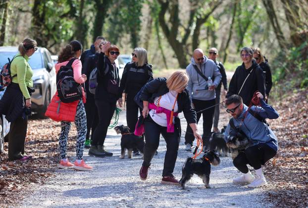 Žumberak: U organizaciji Miniature Schnauzers Croatia održano je druženje patuljastih šnaucera