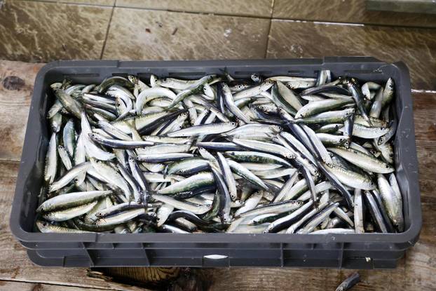 Šibenik: Skromna ponuda srdela i ostale ribe na ribarnici