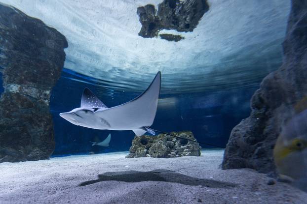 Pula: Novopristigle vrste raža Pjegavi golub u Pulskom akvariju