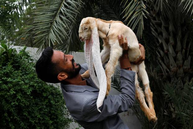 Simba, one month and four days old kid goat with 22-inch long ears, in Karachi