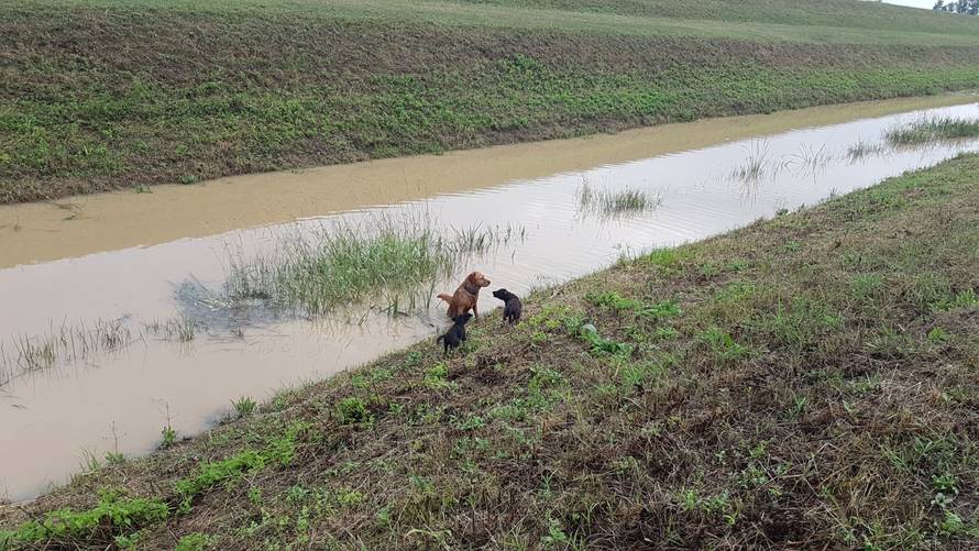 Na svom putu dugom 2000 km spasili su dva izgladnjela psića