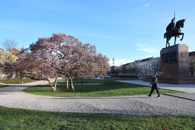 Zagreb: Magnolija na Trgu kralja Tomislava bojama ispunila sunčano jutro