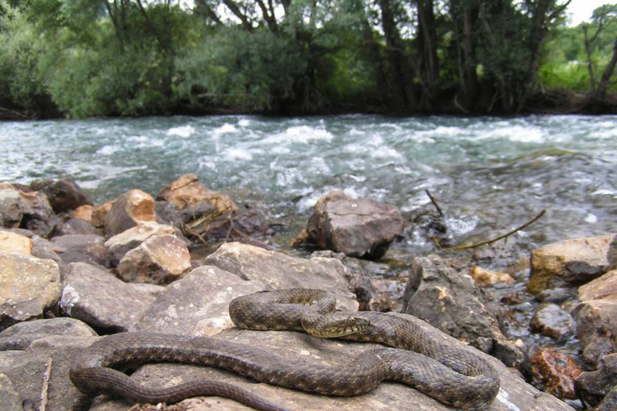 Svestrana zmija ribarica: Pliva, roni i lovi! Ima ih i u Hrvatskoj! 