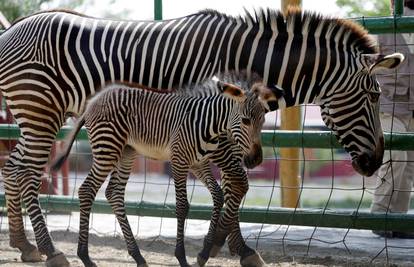 Životinje u kubanskom ZOO-u imale više mladunčadi tijekom karantene: Iskoristile su mir