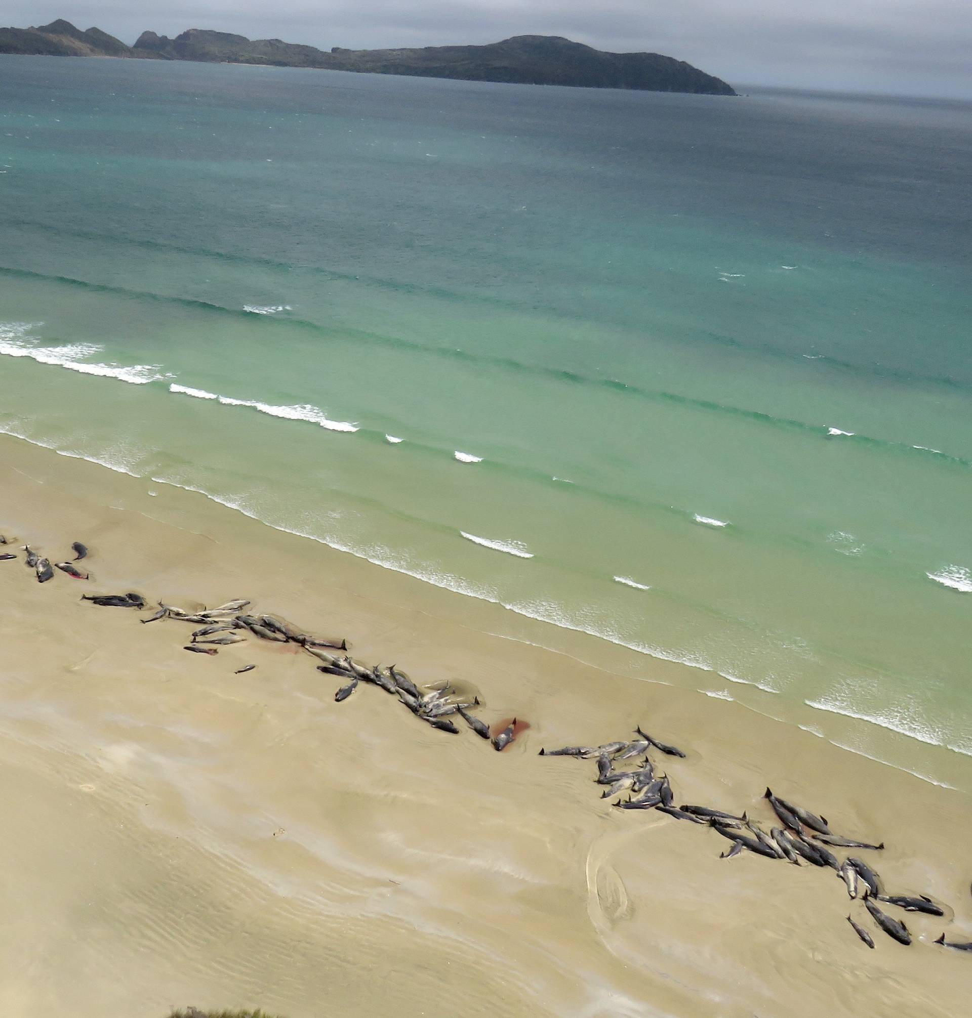 A supplied image shows around 145 pilot whales that died in a mass stranding on a beach on Stewart Island, located south of New Zealand's South Island