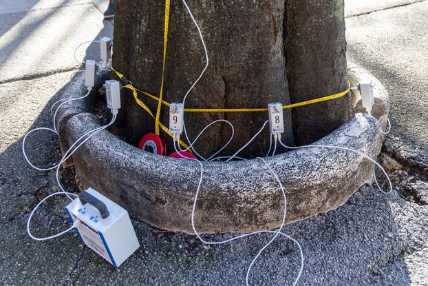Pula: Snimanje zdravstvenog stanja svih stabala Ladonje na Giardinima