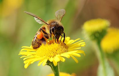 Stop bolovima u želucu! Pomoć za razne želučane tegobe na bazi pčelinjih produkata