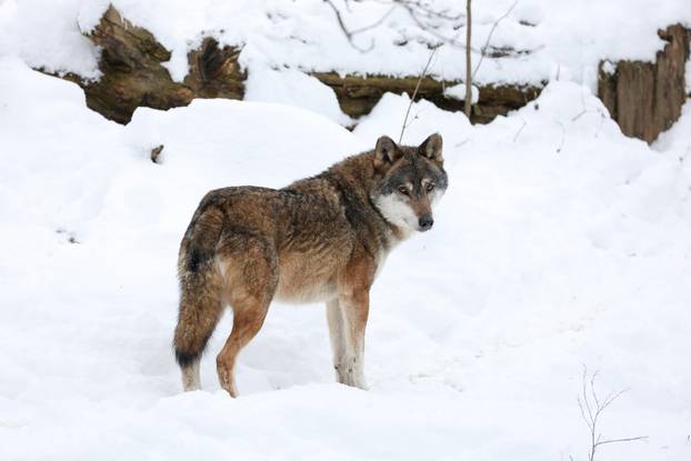 Zagreb: Snježno prijepodne u zoološkom vrtu