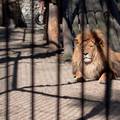 Indijac u zoološkom preskočio ogradu, htio je napraviti selfie s lavom: Lav napao i ubio ga...