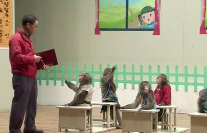 Majmuni sjeli u školske klupe: Uskoro počinje njihova godina