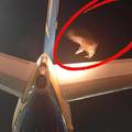 Bizarna scena na aerodromu na Kreti: Strvinar sletio na avion!