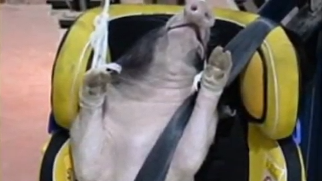 Kina: Žive svinje koriste se kao testne lutke i okrutno ubijaju