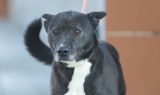 FOTO Loli (9) preminuo je vlasnik. Sada tra&zcaron;i novog: 'Da mo&zcaron;e, plakala bi nad sudbinom'