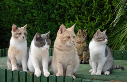 Mačke imaju 5 tipova osobnosti - evo što učiniti da bude sretnija