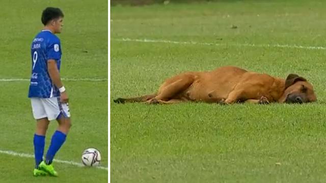 VIDEO Dečki, malo tiše! Pas je zaspao na travnjaku, sudac nije htio krenuti dok se ne probudi