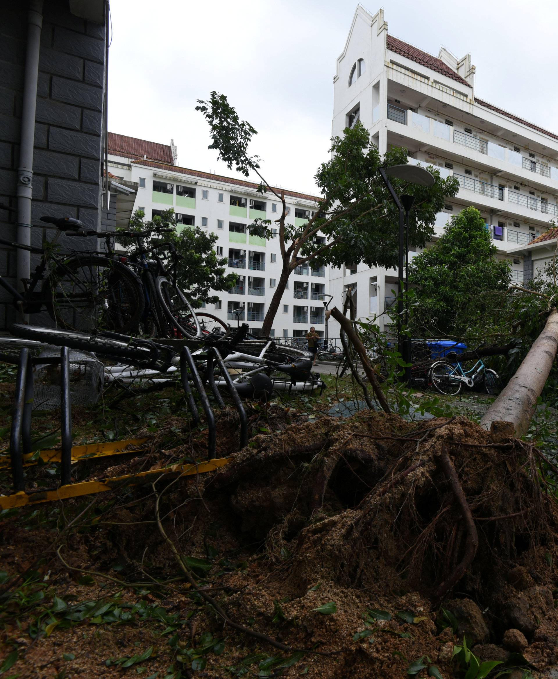 Uprooted trees are seen after Typhoon Meranti makes a landfall on southeastern China, in Xiamen