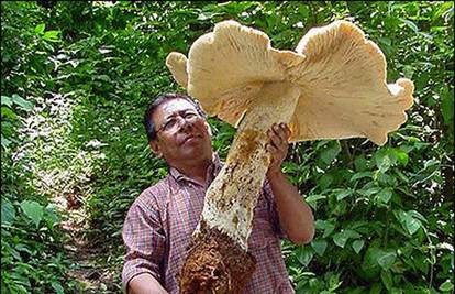 U Meksiku pronašli divovsku gljivu od 20 kg