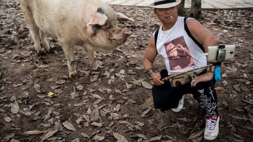 Uginula najpoznatija svinja na svijetu: Preživjela potres od 7,9 i bila 36 dana ispod ruševina