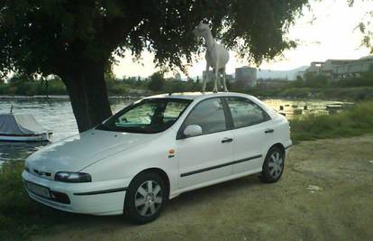 Koza mu se popela na krov auta da može doseći lišće