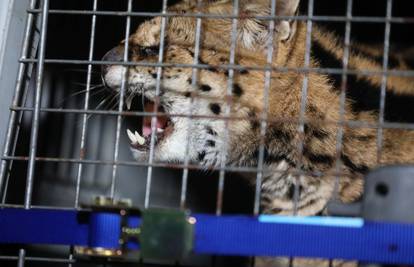 FOTO Ovo je divlja mačka koju su uhvatili u Gorskom kotaru: 'Gledala me, nije se bojala'