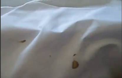 Štakori i žohari: Nepozvani gosti u vašoj hotelskoj sobi