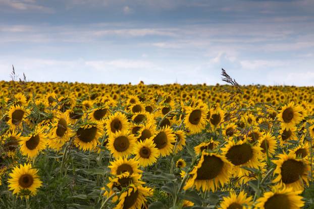 Polje suncokreta nedaleko Osijeka