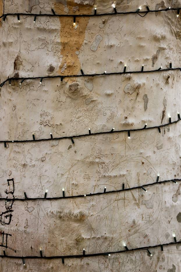 Zagreb: Zasvjetlile prve adventske lampice u parku Zrinjevac