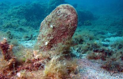 Znanstvenici na Brijunima pronašli žive periske: Njih devet prebačeno je u pulski Aquarium