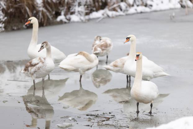 Kopački rit: Zimska idila u Baranji 