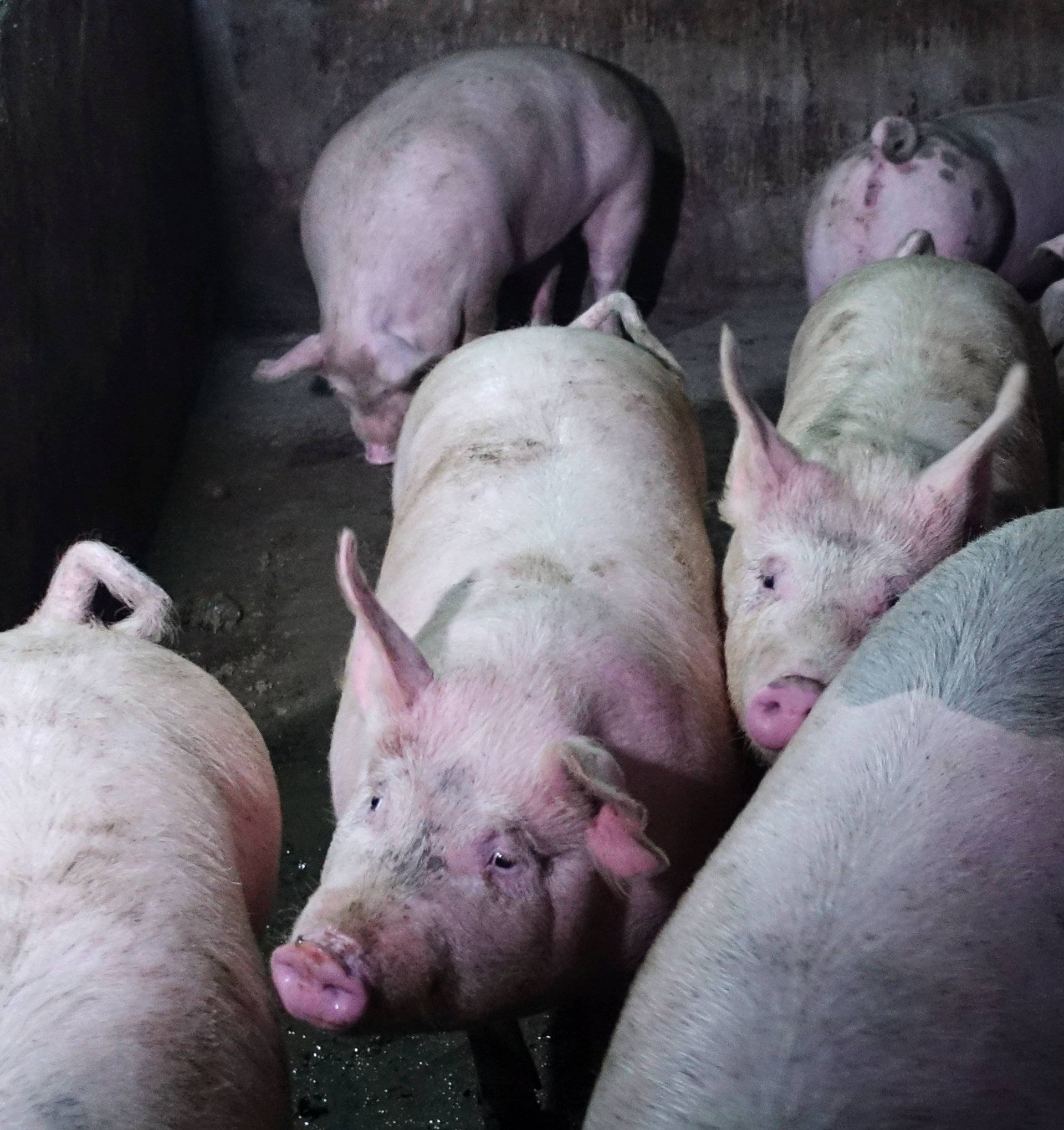 Pigs are seen on the farm of pig farmer Zhang Haitao at a village in Changtu