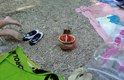 Zaspalom turistu vjeverica na plaži krala lubenicu