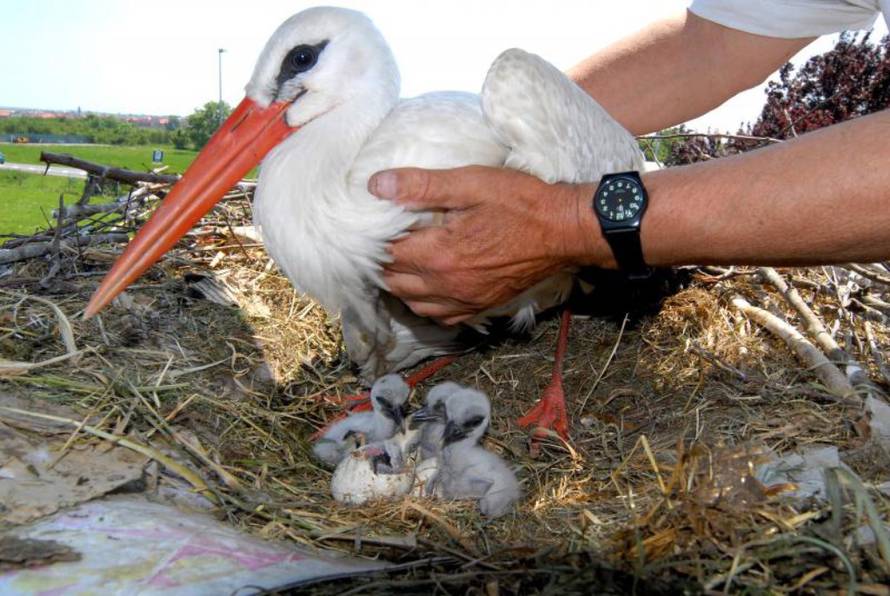 Ivica Galović/PIXSELL