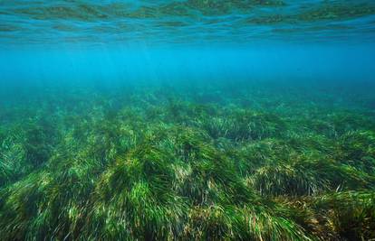 Duž australske obale otkrivena najveća morska trava na svijetu