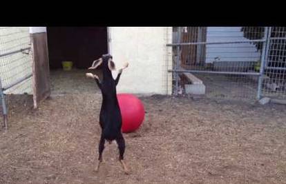 Koze obožavaju pilates loptu: Skaču po njoj cijeli dan