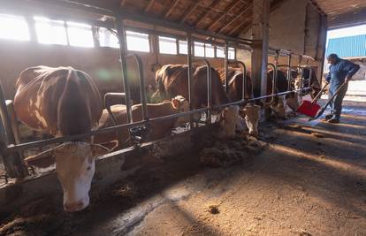 Stočari nezadovoljni: 'Loši poticaji i niske cijene urušavaju mliječno govedarstvo'