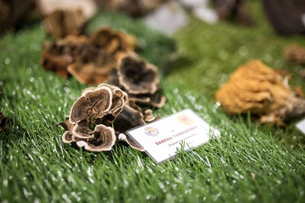 Održana 21. Bučijada i Sajam bučina ulja u Ivanić-Gradu