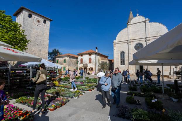 Svetivinčenat: Fešta od Rožic