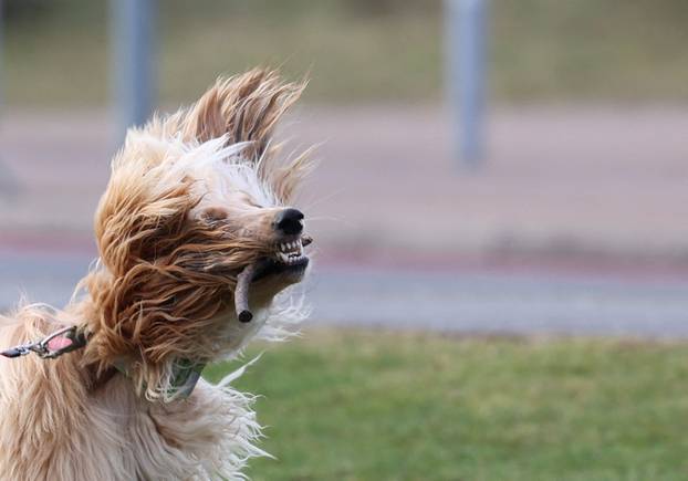 A dog is seen upon arrival of the second day of Crufts dog show in Birmingham