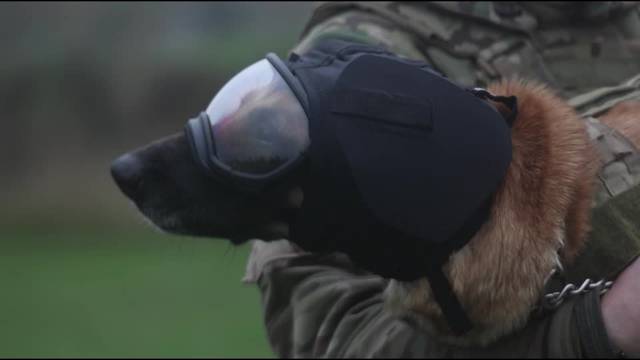 Military dogs get special training in English countryside