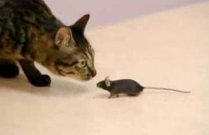 Japanci stvorili 'hrabrog' miša koji se ne boji mačaka