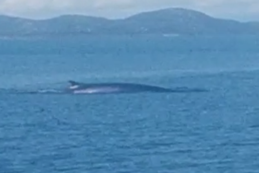 Spektakularna snimka kod Kornata: 'Vidija san kitove u oceanima, ali ne kod Murtera'