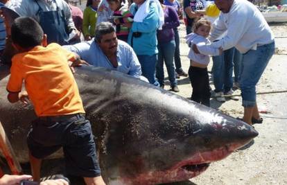 Meksički ribari ulovili su psinu od 900 kg dugu preko 6 metara