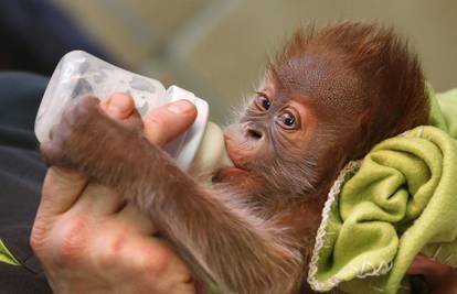 Orangutanica Reike glavna je atrakcija berlinskog Zoo-a