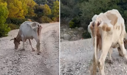 VIDEO Izgladnjela krava šetala Lastovom: 'Reagirali smo, dali vode i premjestili na ispašu'