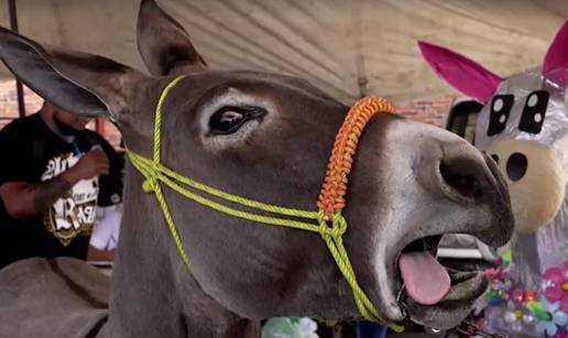 Festival magaraca: Zajahali ih za igrati polo, a neke i maskirali