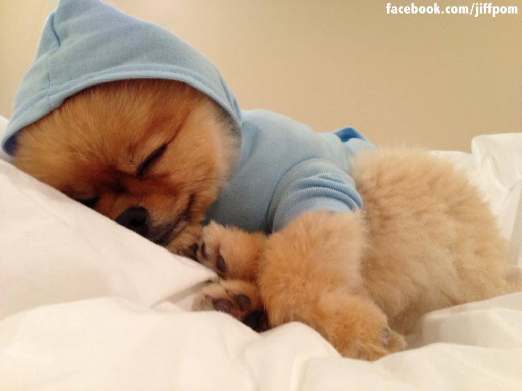 Facebook.com/jiffpom