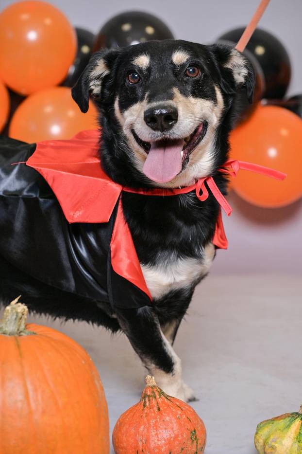 Sklonište u Dumovcu poziva na posebno jesensko udomljavanje pasa i mačaka