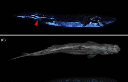 Tri vrste morskih pasa svijetle u mraku, ali ne znaju zbog čega