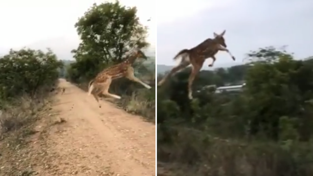 VIDEO Čekaj, ovo je Air Bambi! Leteći jelen šokirao prolaznike