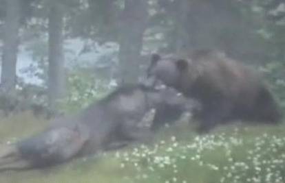Grizli snimljen kako napada i ubija mladog losa